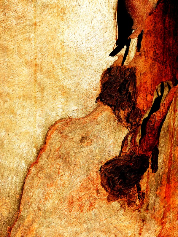 Murray Gum Tree Bark 3 by Lexa Harpell